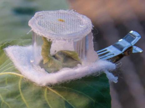 caterpillar cage on a leaf