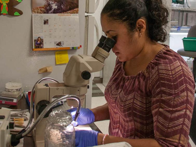 Rivera-Vega dissects caterpillars 