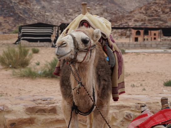 A camel with a saddle and decorative blanket on its back looks away from the camera while standing in the desert.