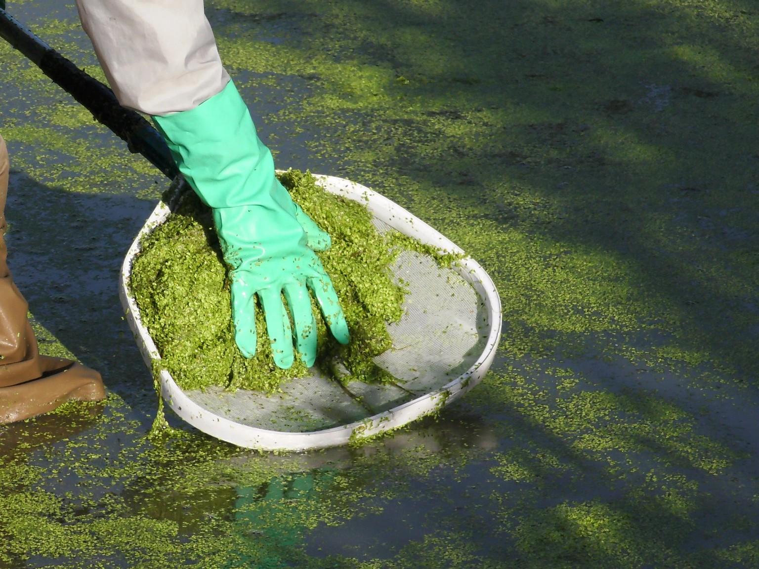 person using a net to remove duckweed from pond