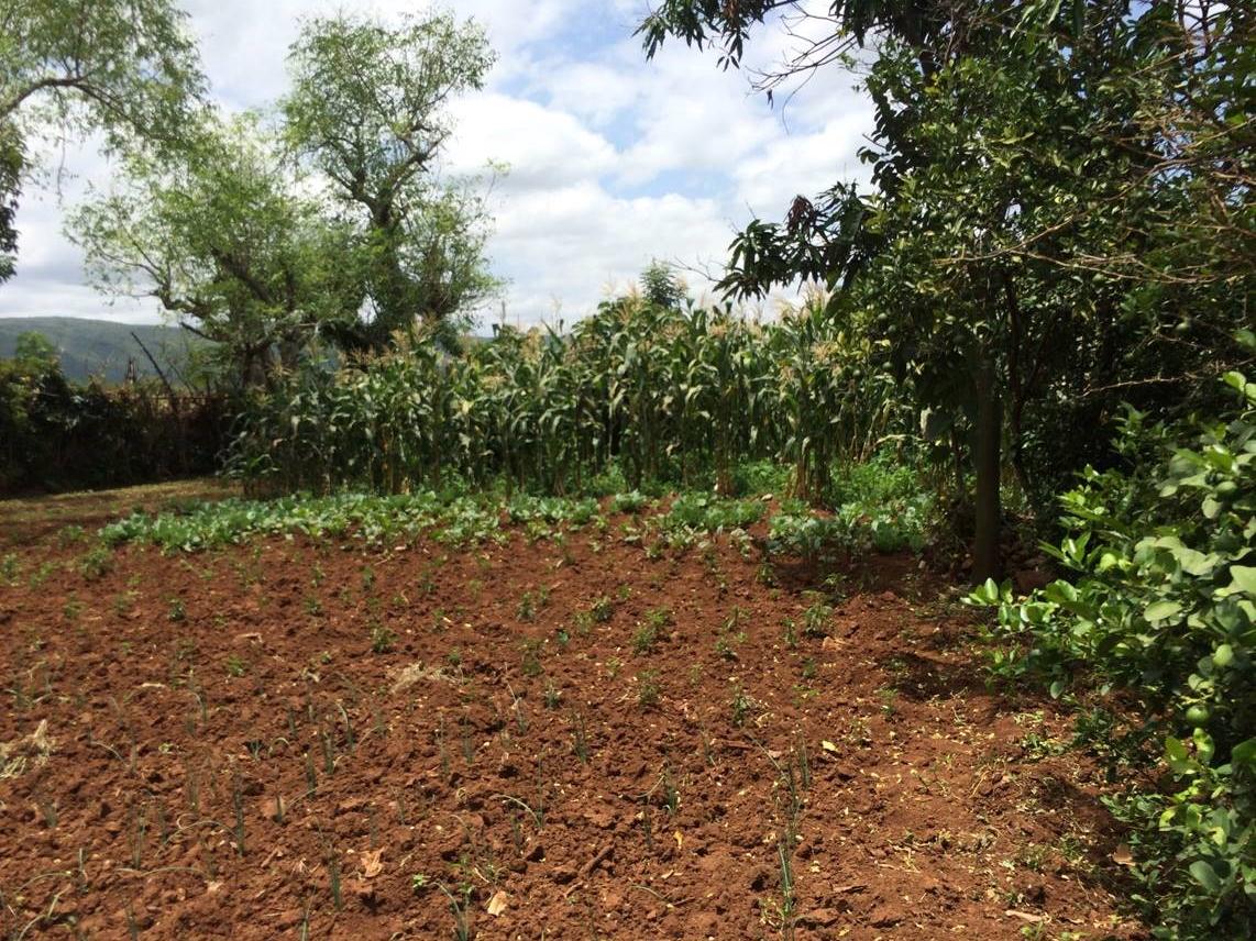 A picture of maize and onions at a small farm in Ethiopia