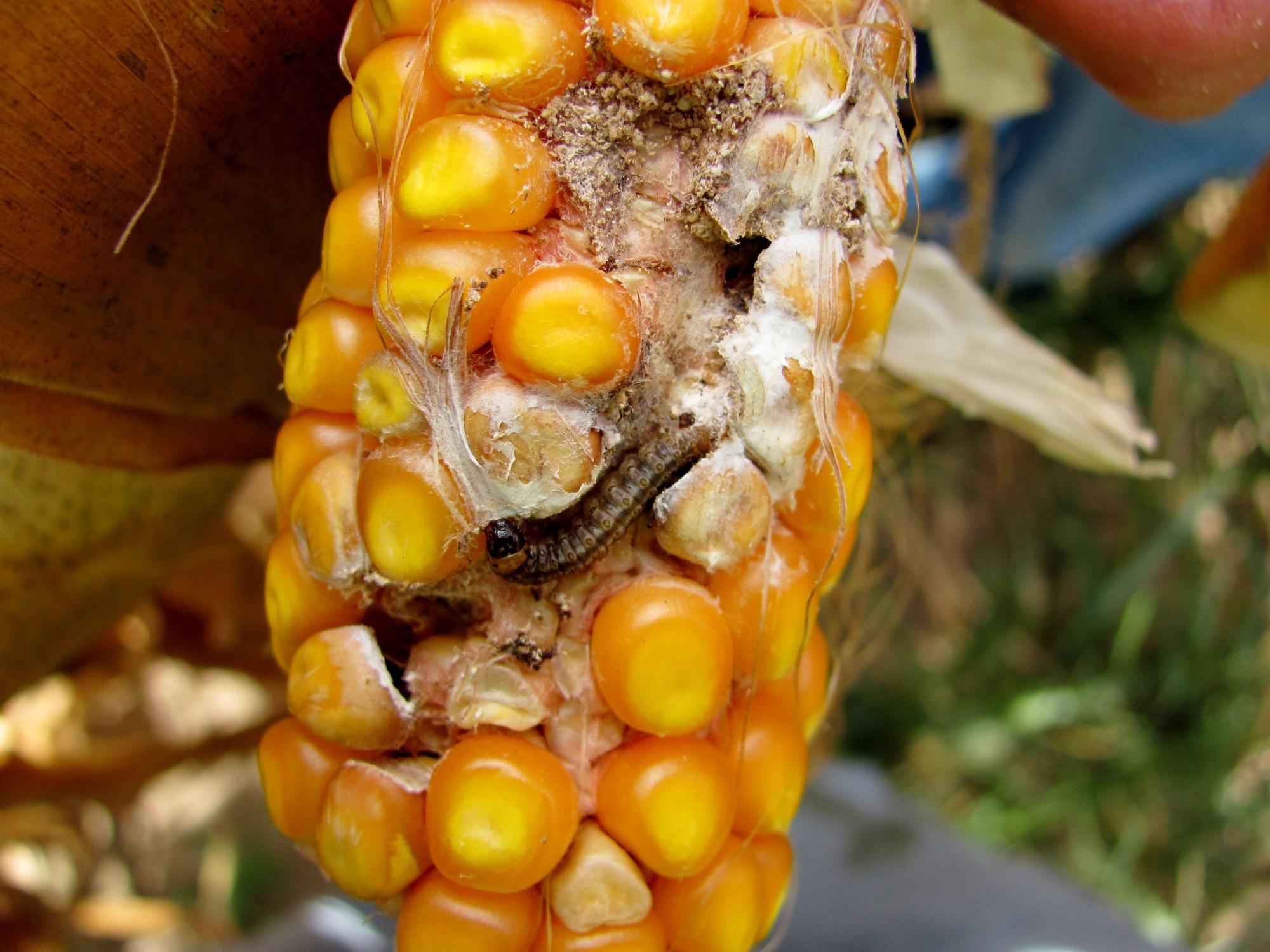 Corn Borer larva on an ear of corn