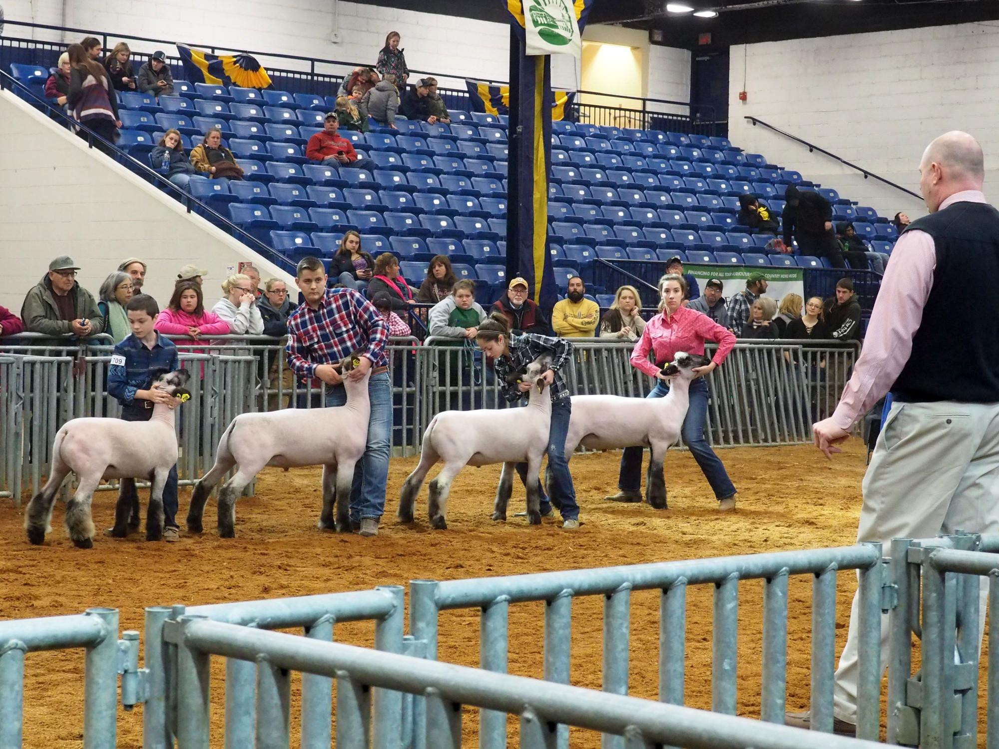 Farm Show Jr Market Lamb 2018