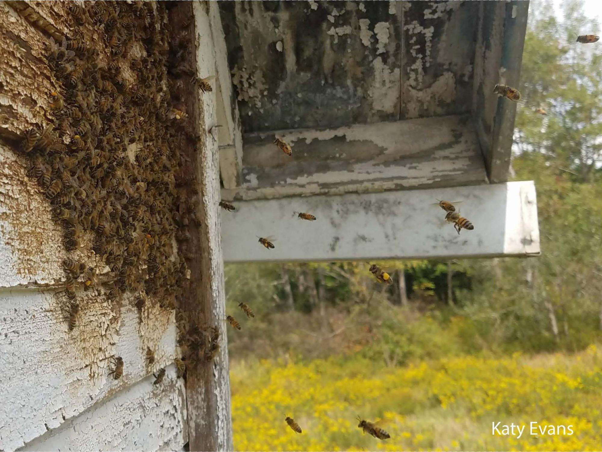 Feral honey bees nesting in house