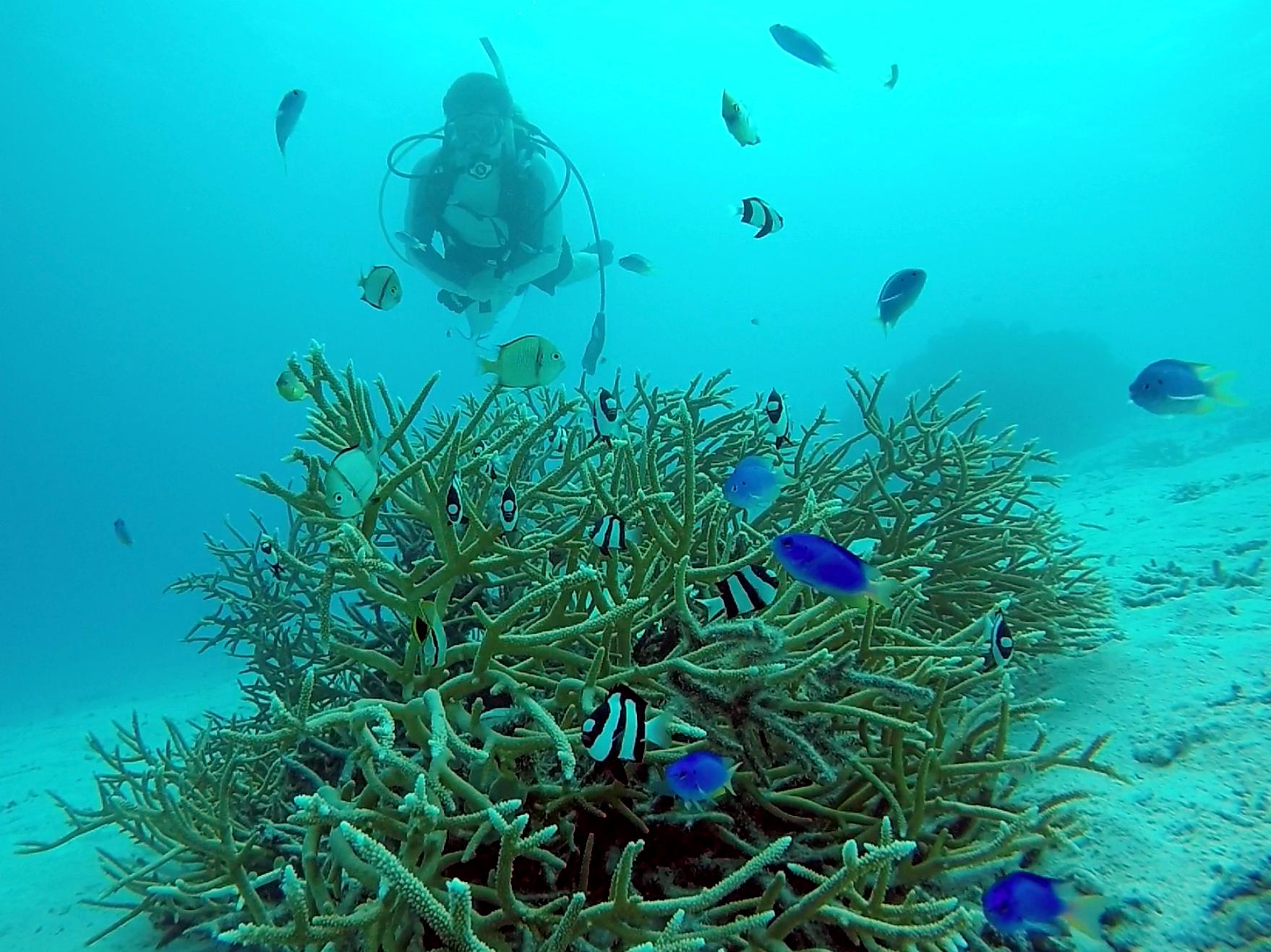 Large coral head with diver swimming behind