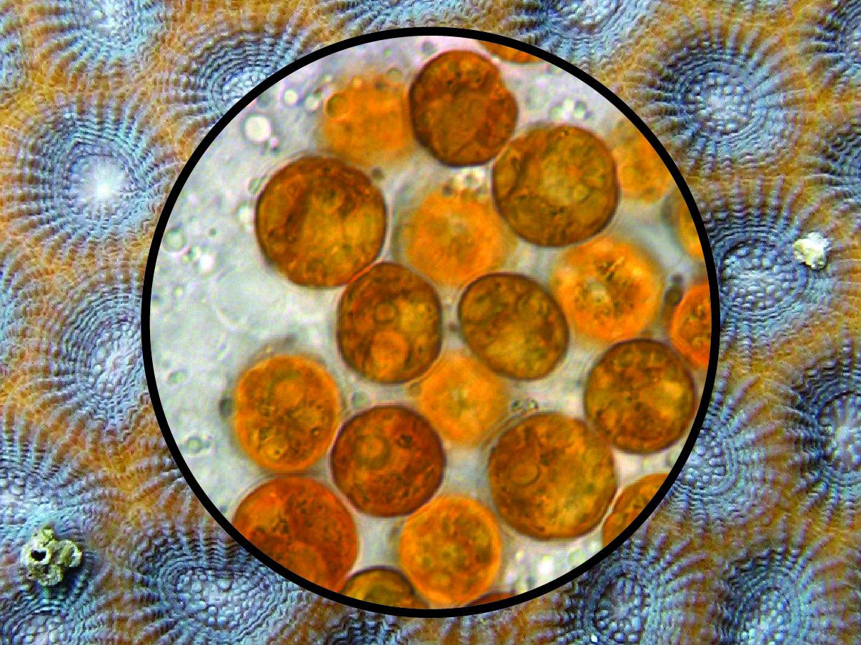 tiny spheres of sympiotic algae