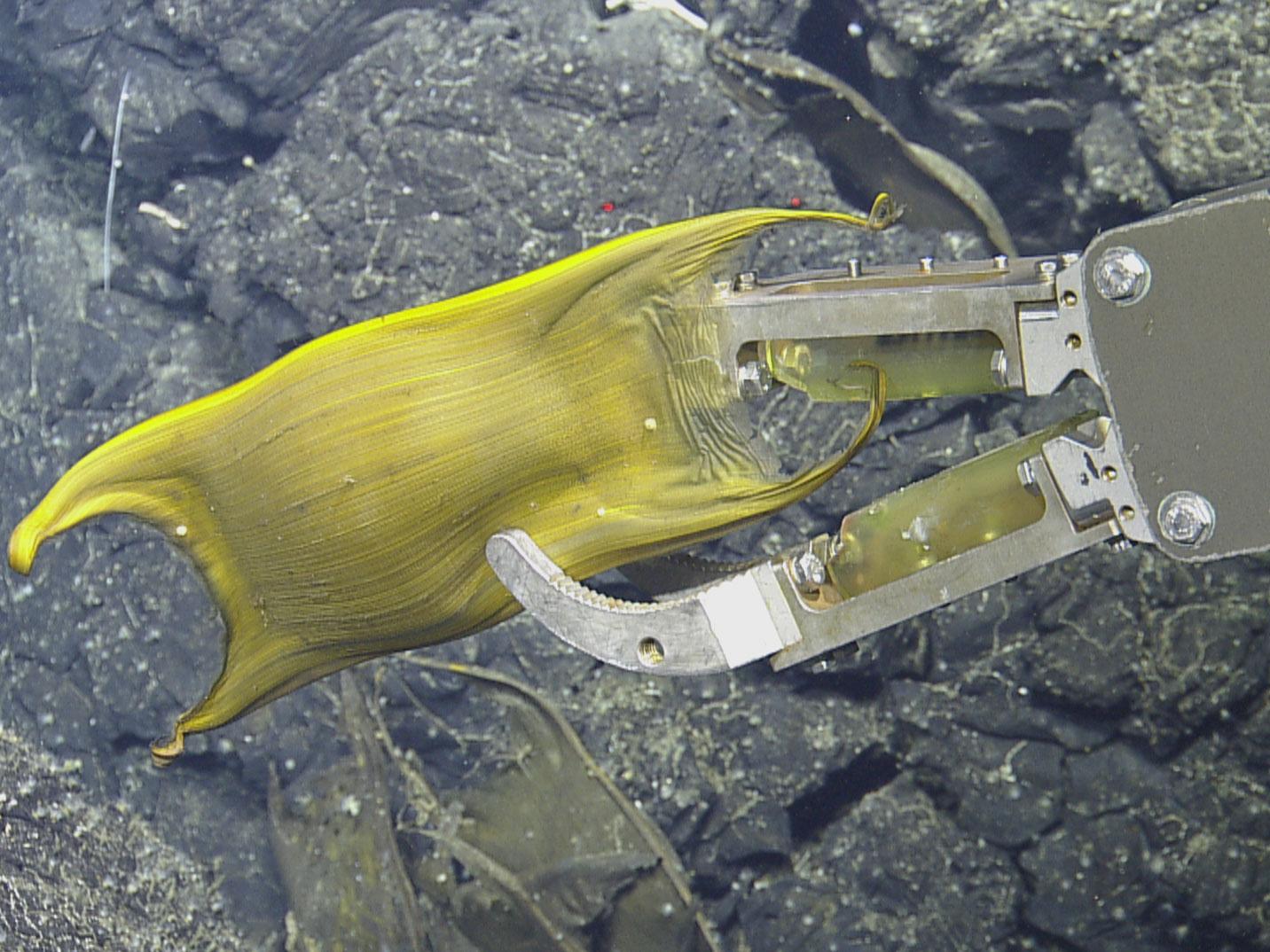 Deep-sea skate egg case recovered from hydrothermal vent