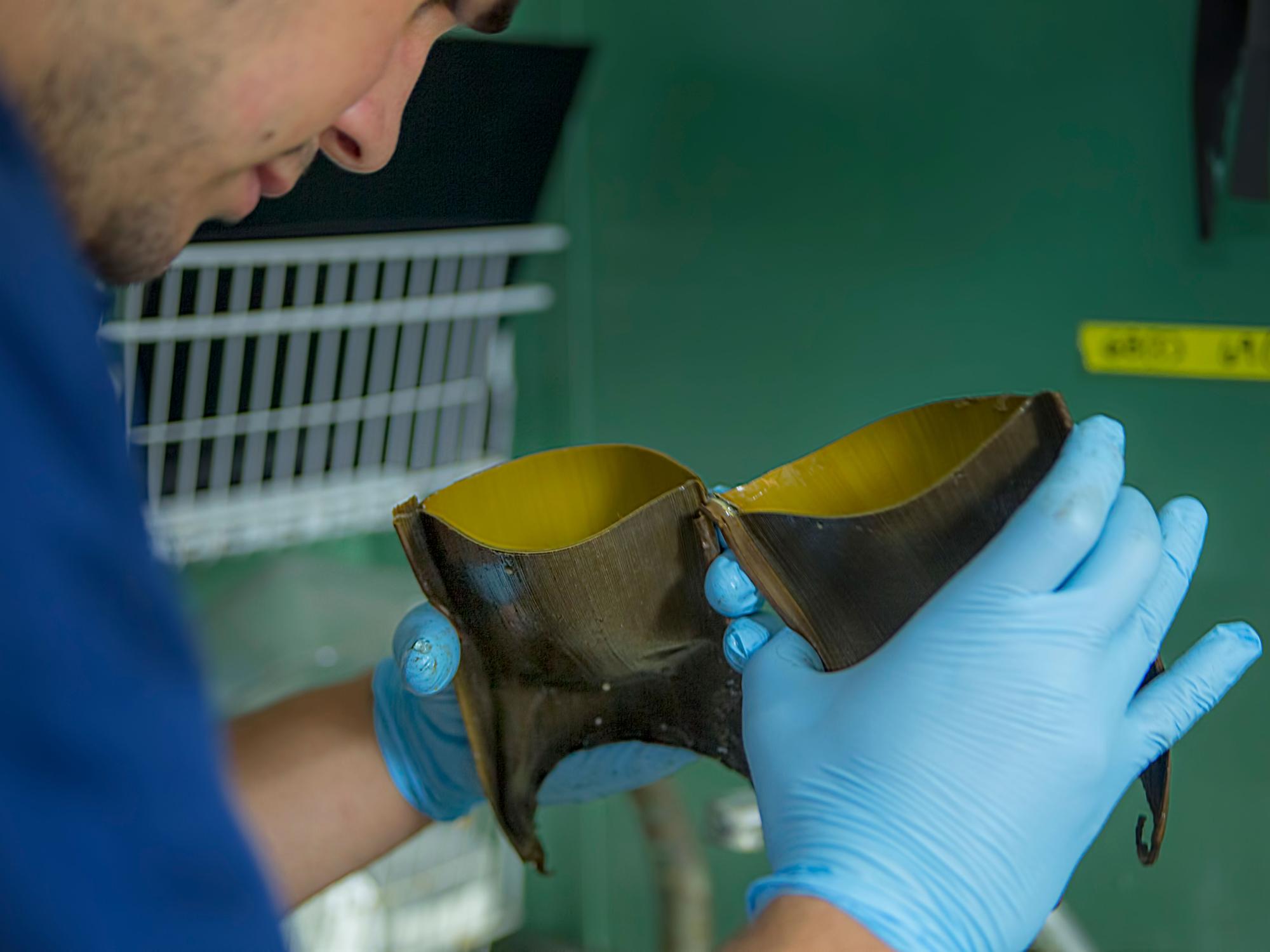 Researcher examines egg case from a deep-sea skate