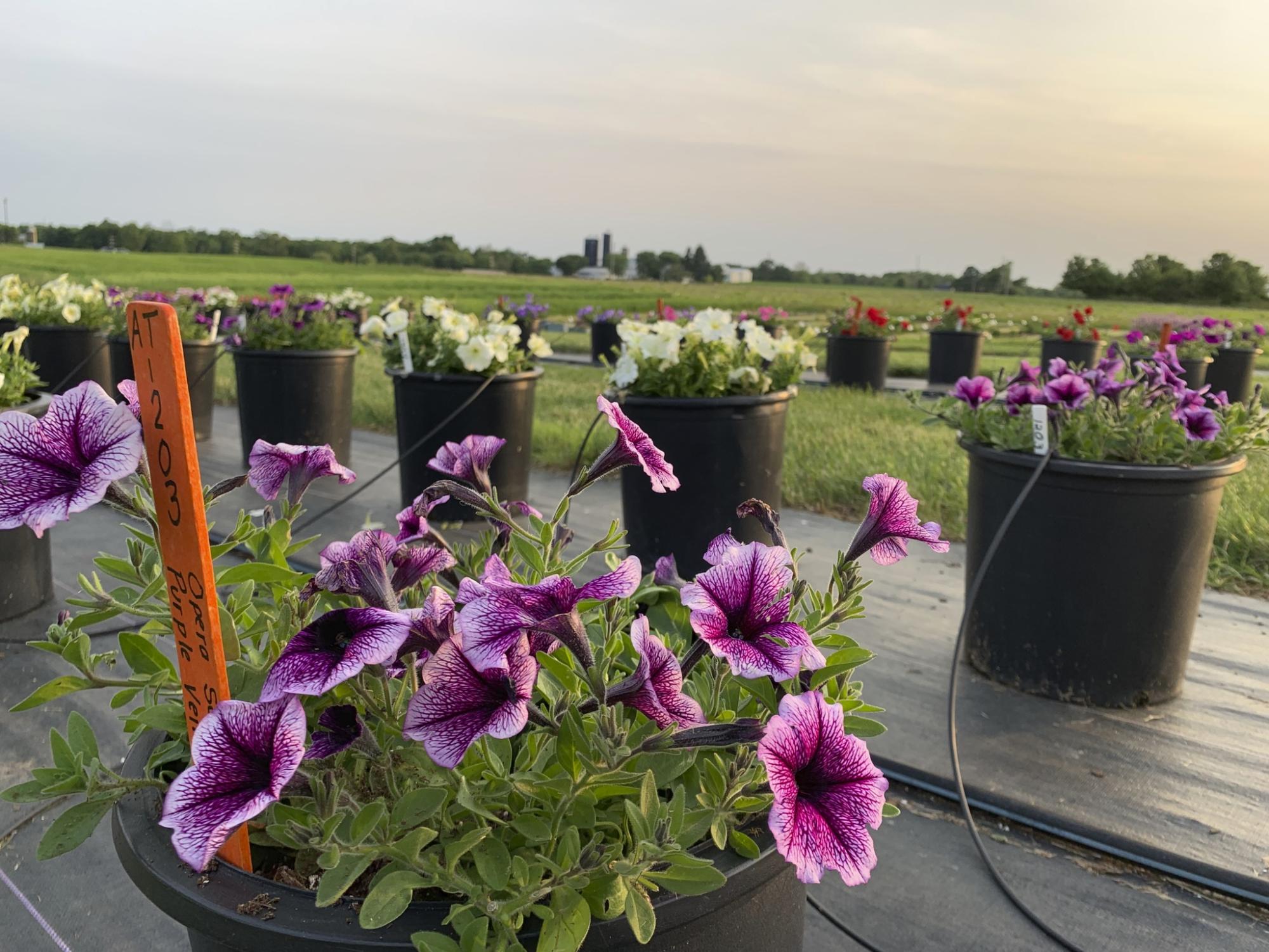 Penn State Flower Trials flowers again