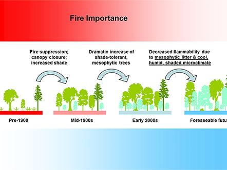 forest infographic