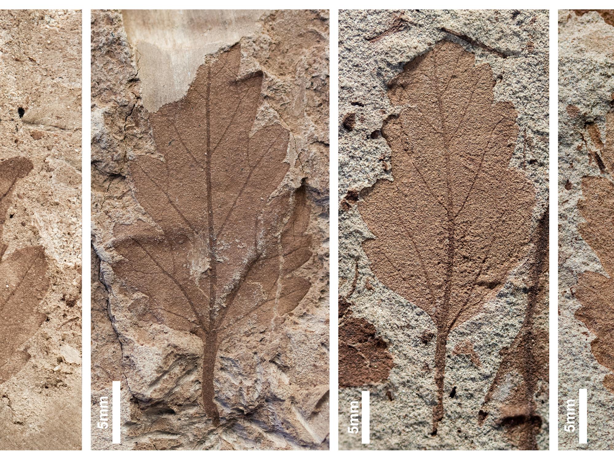 Four leaf fossils