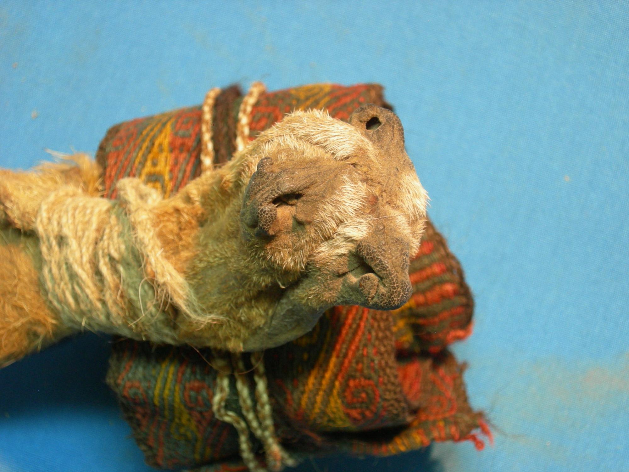fox snout pouch