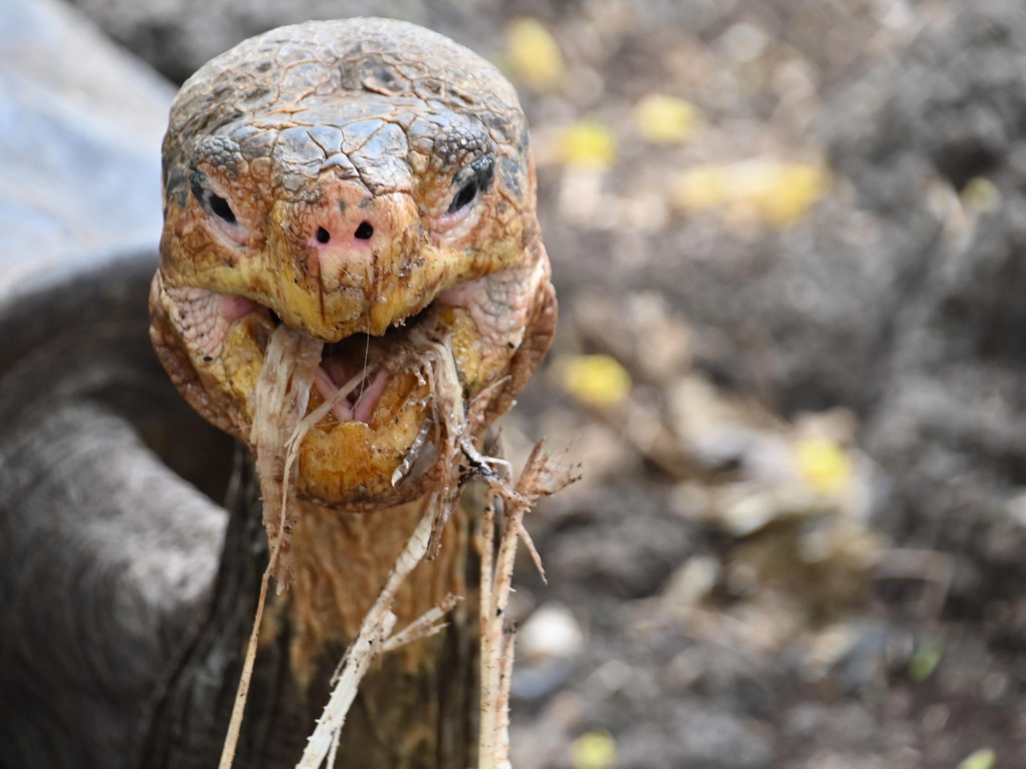 Galapagos tortoise