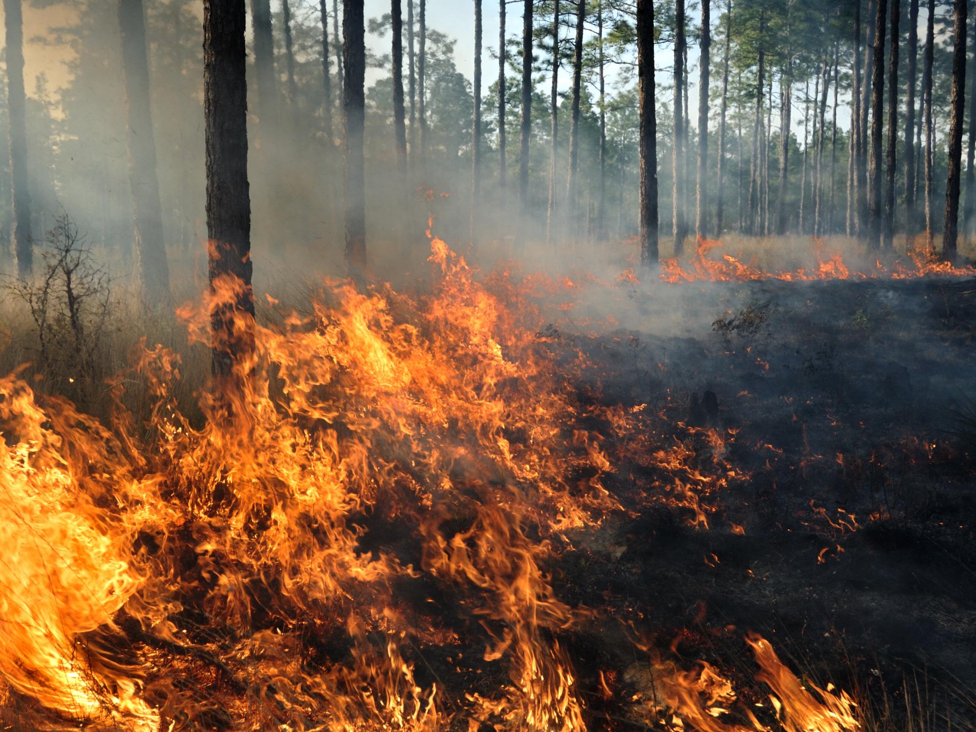 low-burning forest fire
