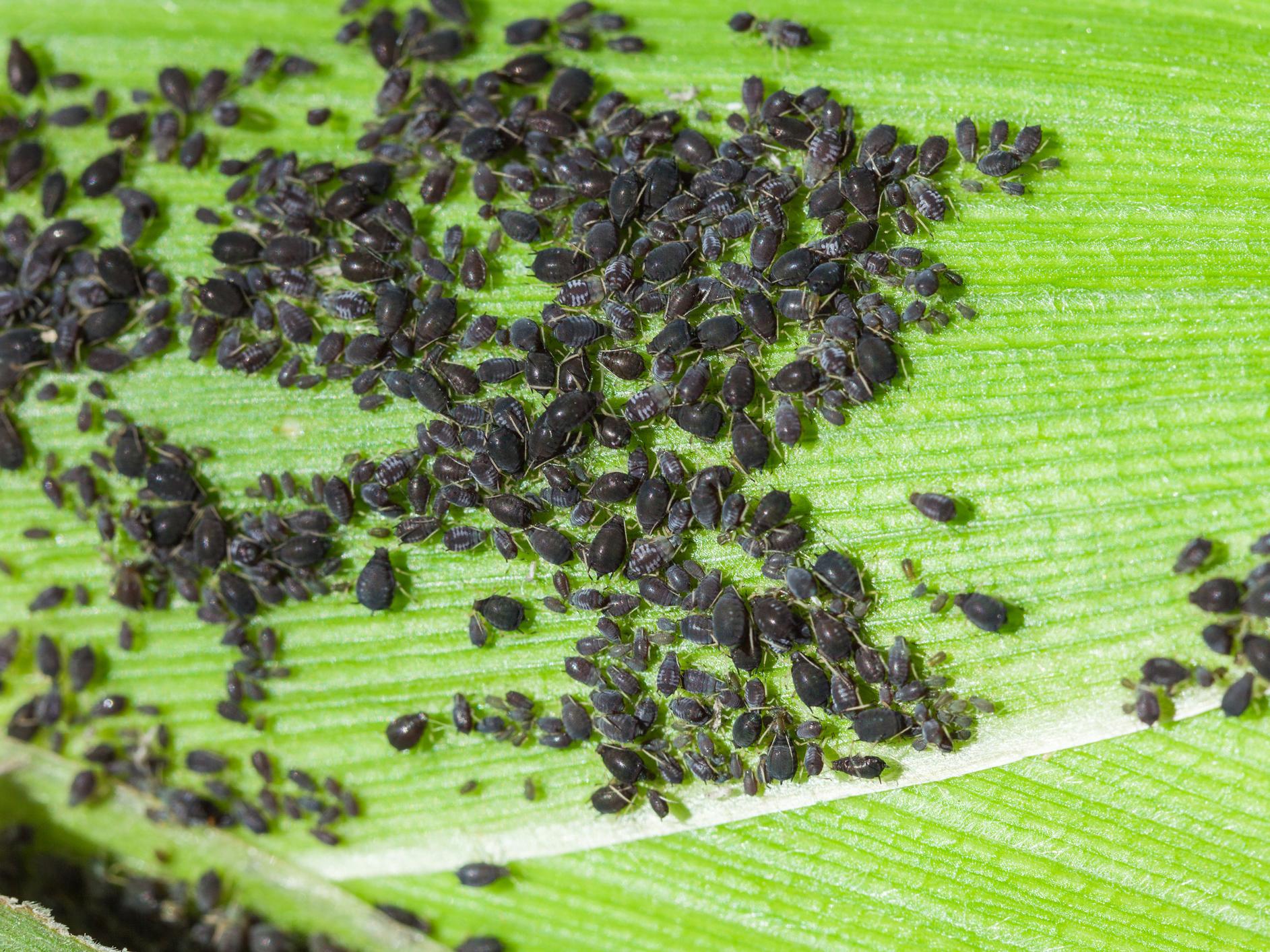 herd of aphids