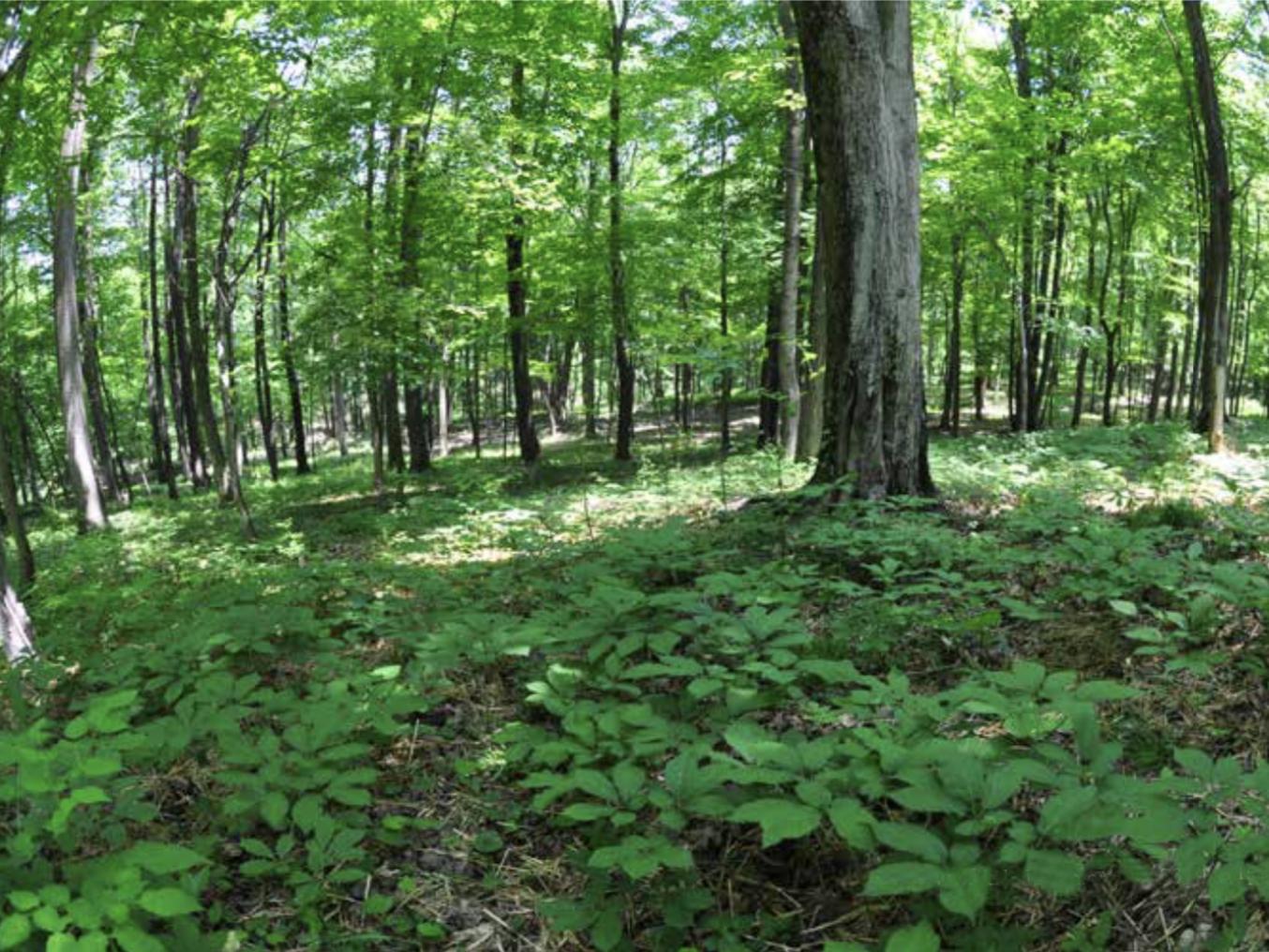 forest farming