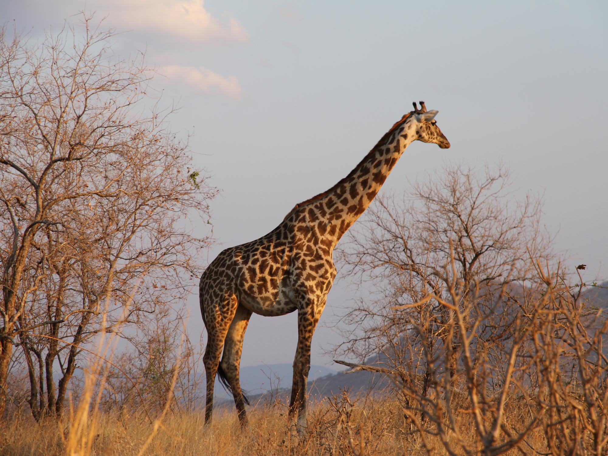 A pregnant female giraffe
