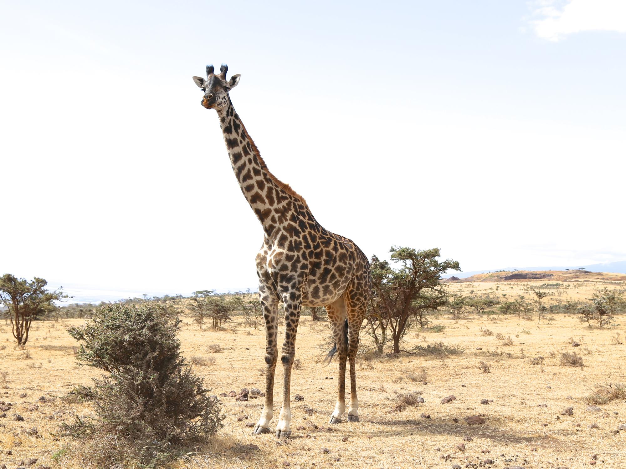 Adult female giraffe