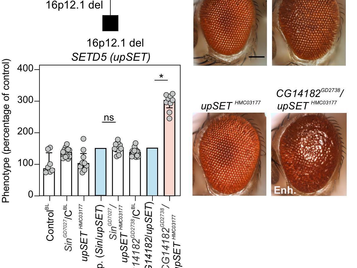 Genetic interaciton of upSET gene and CG14182 gene result in more severe neurodevelopmental defects in the fly