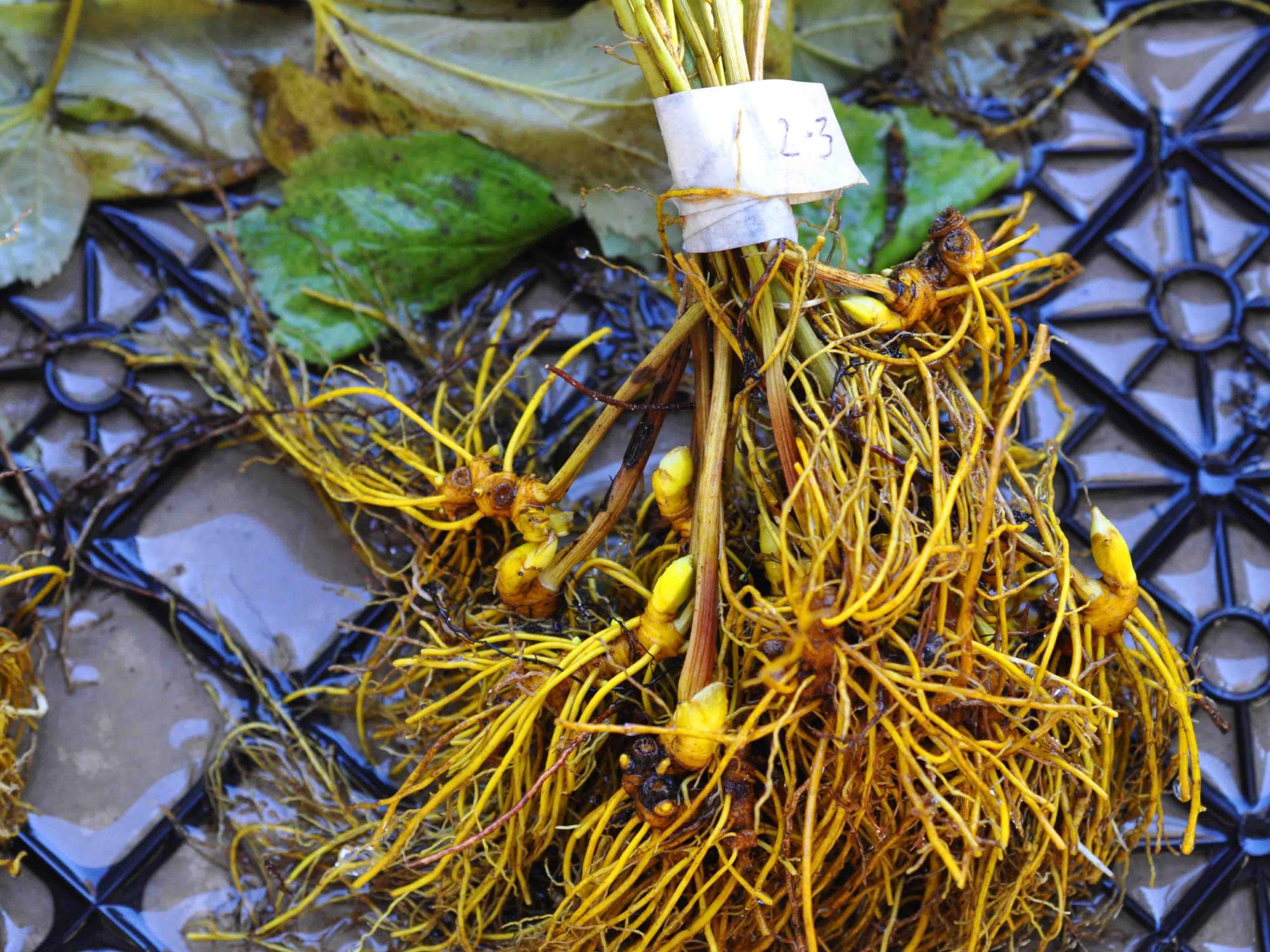 rhizomes