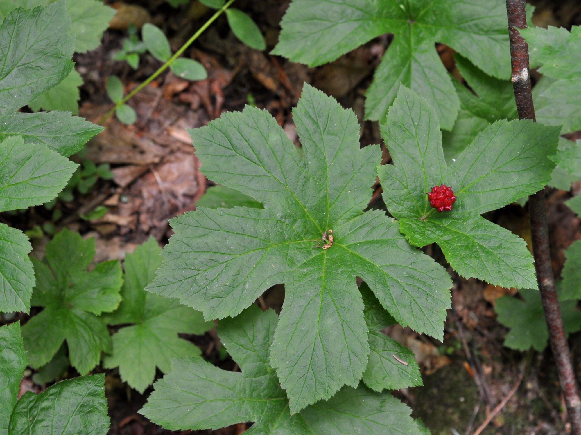 herb with red berry