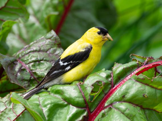 bird at arboretum