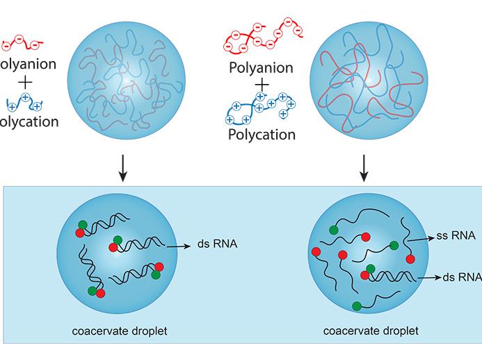 Graphic showing double stranded RNA unstable in compartments made from longer polymers