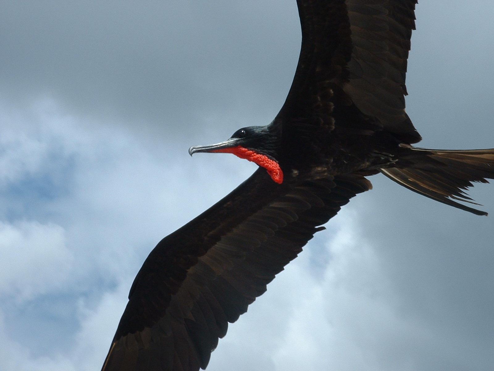 Great Frigatebird