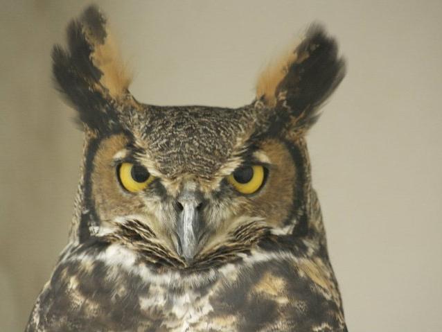 The Great Horned Owl poses for a headshot