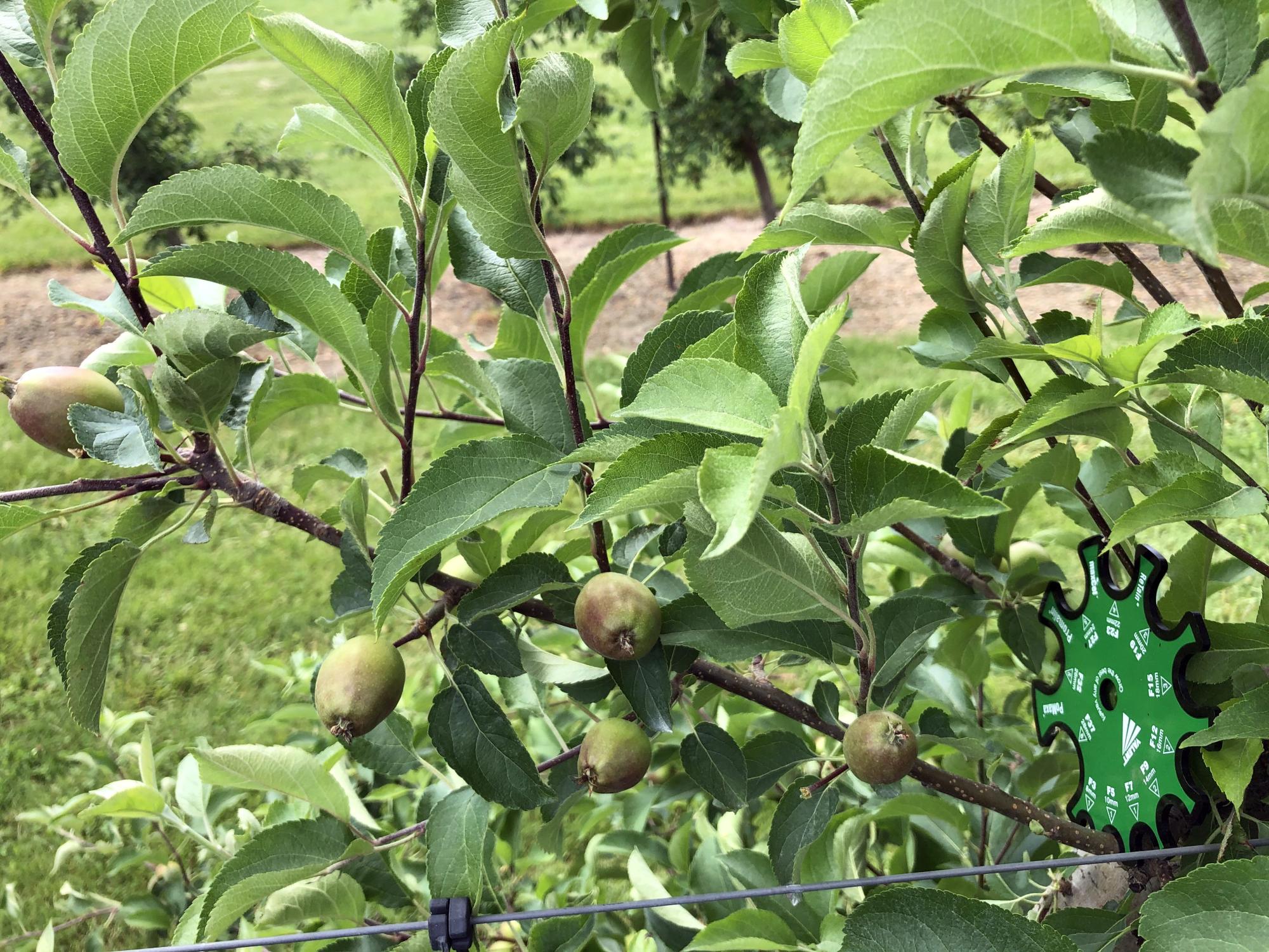 Green apples on tree