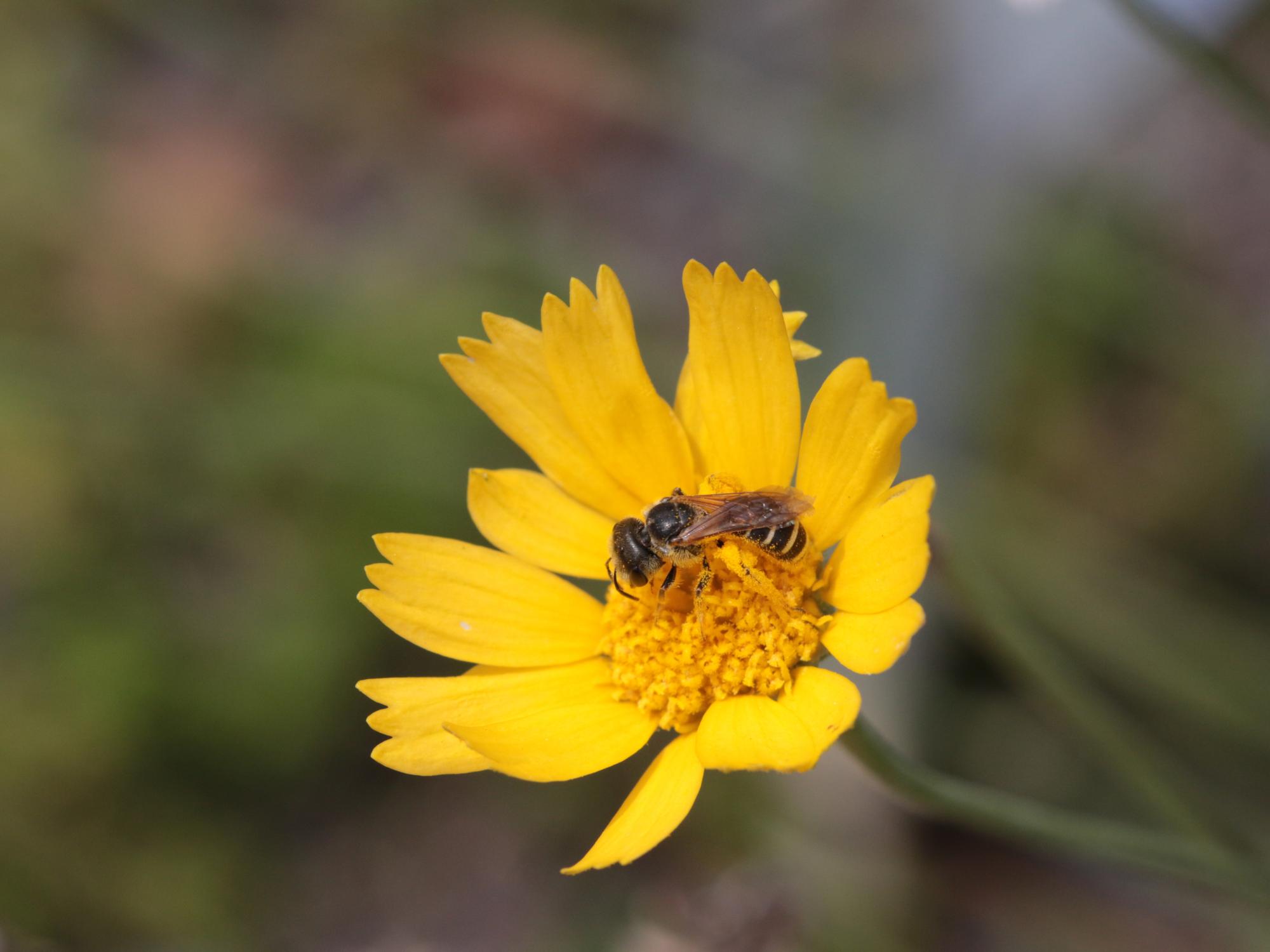 Halictus Lasiogl. on a flower