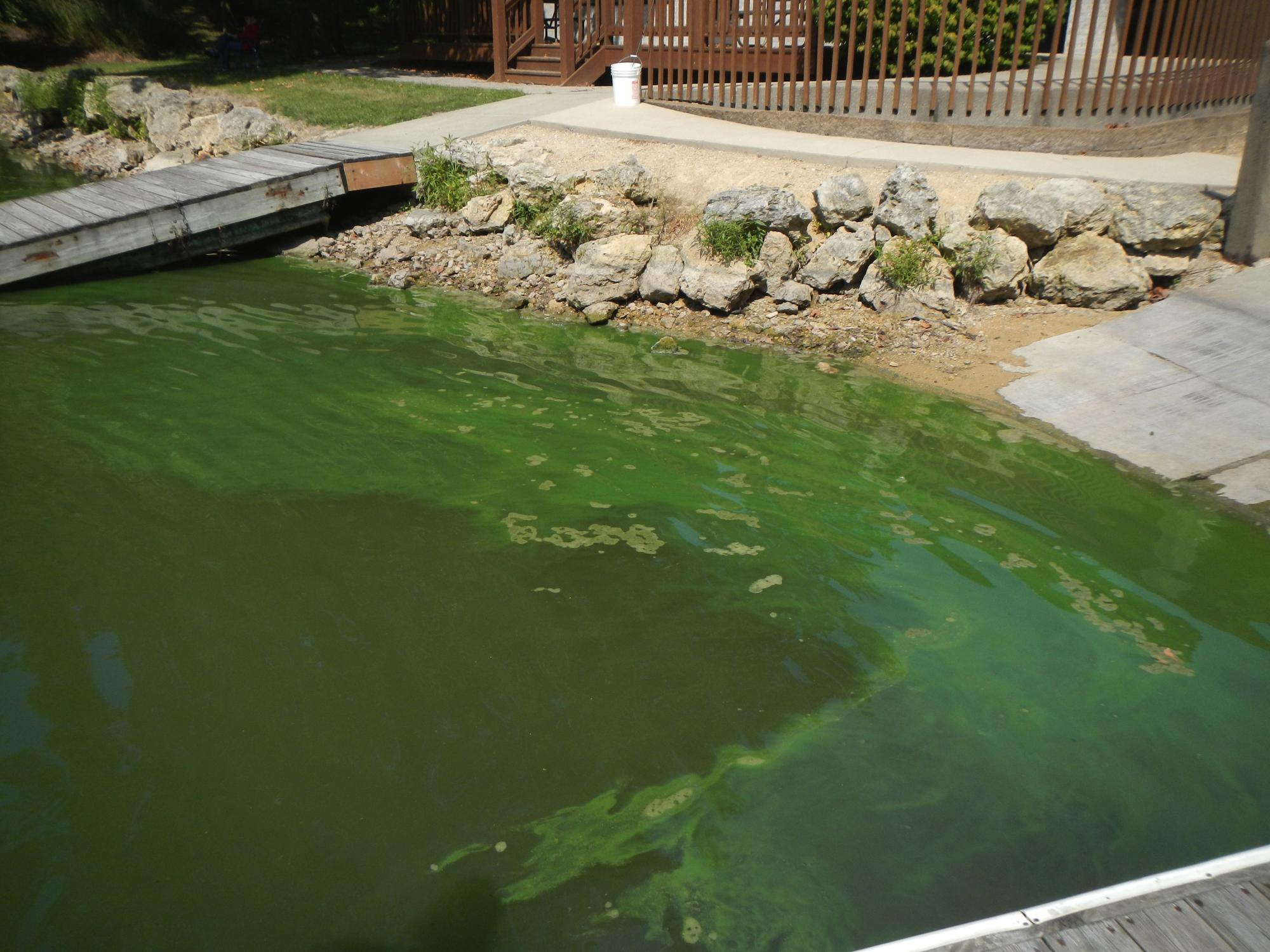 Harmful algae bloom - dock