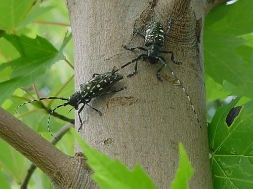 Asian longhorn beetles on a tree trunk