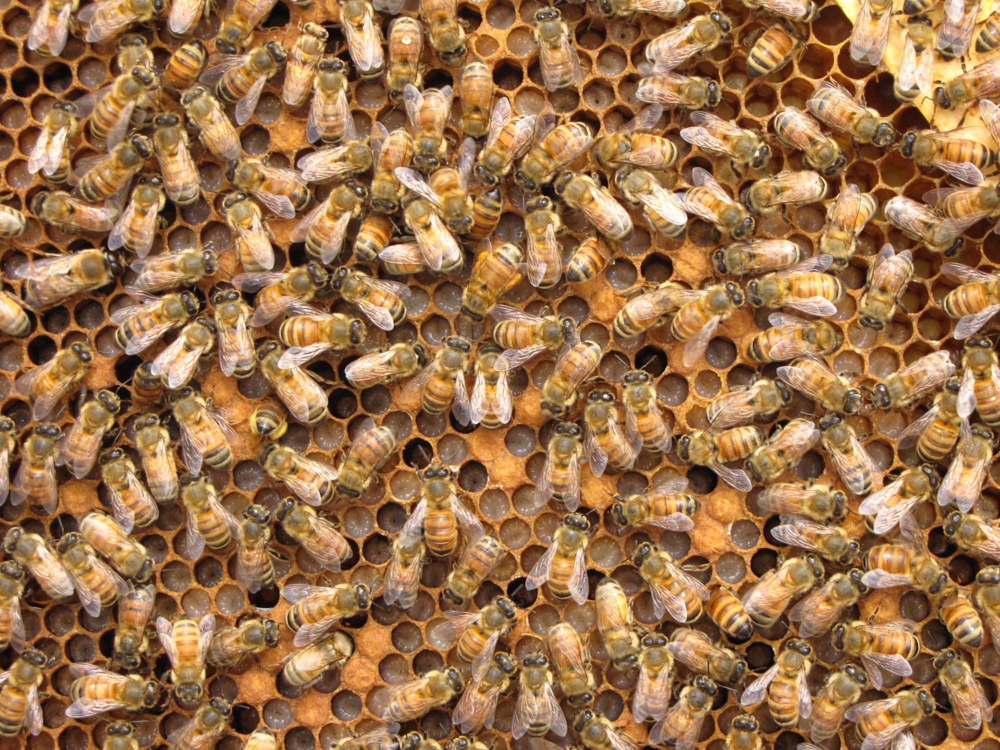 bees and larva in hive