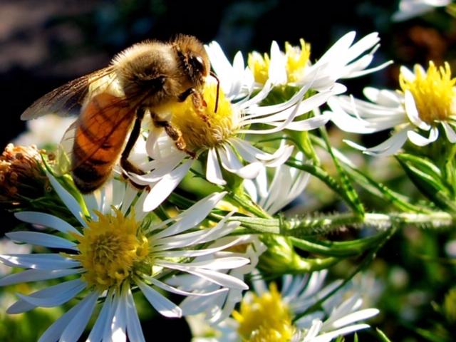 bee at arboretum
