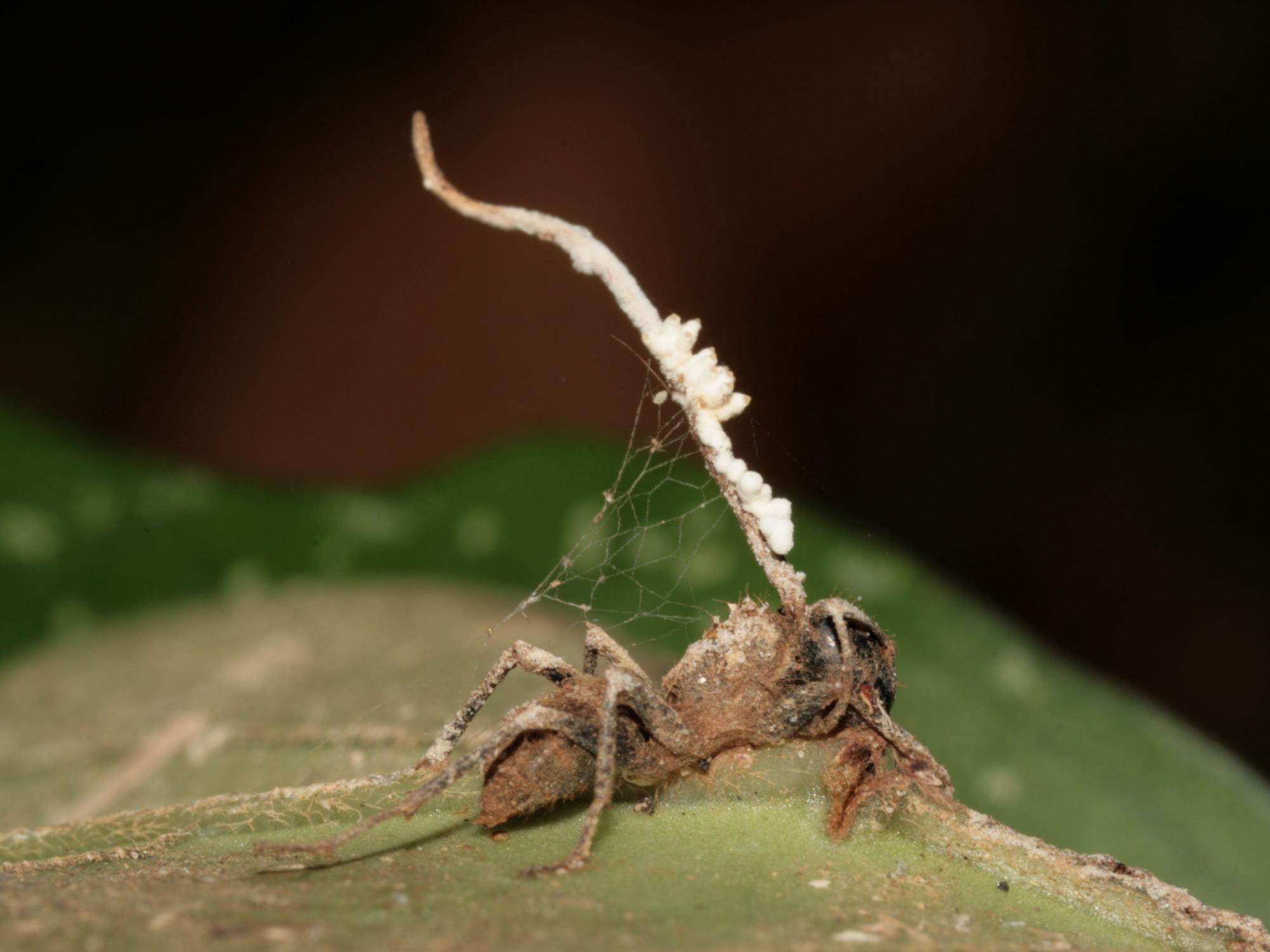 Zombie ant with the brain-manipulating fungus.