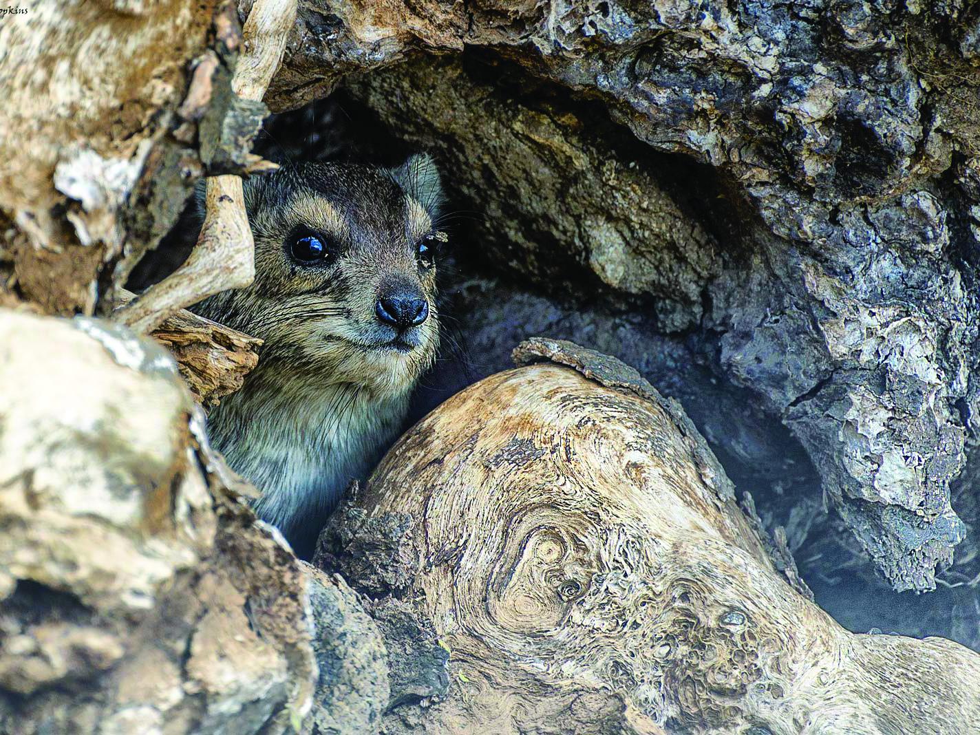 A rock hyrax shelters in a hiding place 