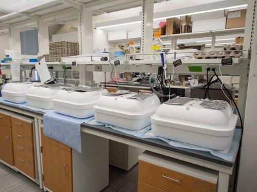 Five white boxes sit on top of a lab table surrounded by other lab equipment.