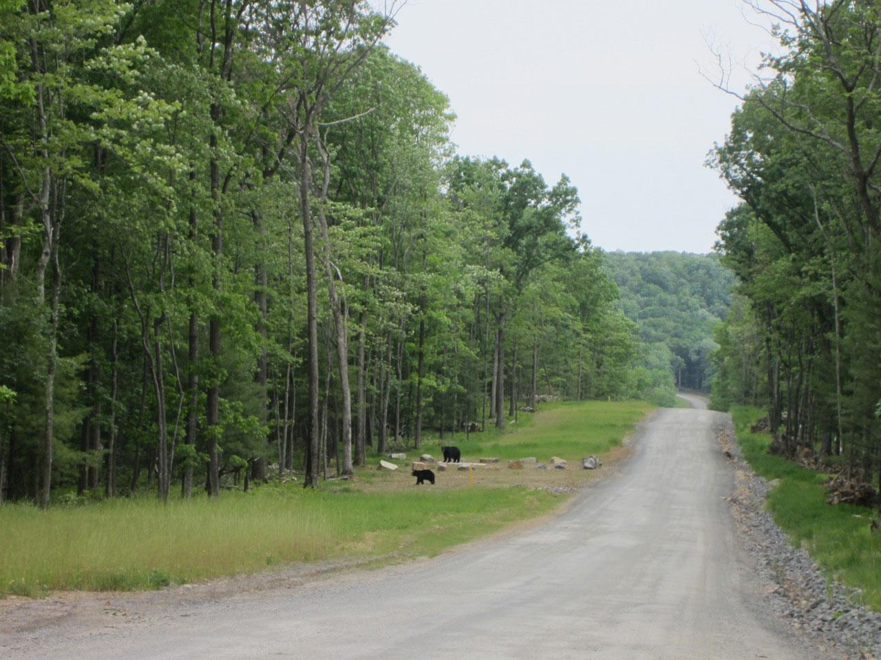 Fragmentation of the forest has varying impacts on wildlife. Pipelines in particular can serve as travel corridors for wildlife.