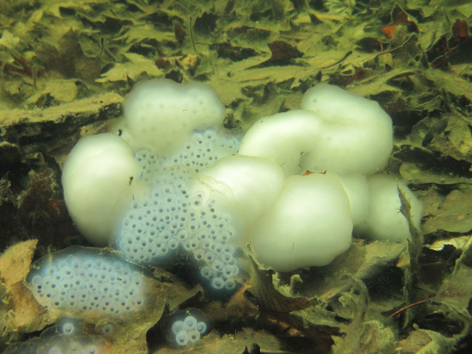white and clear egg masses