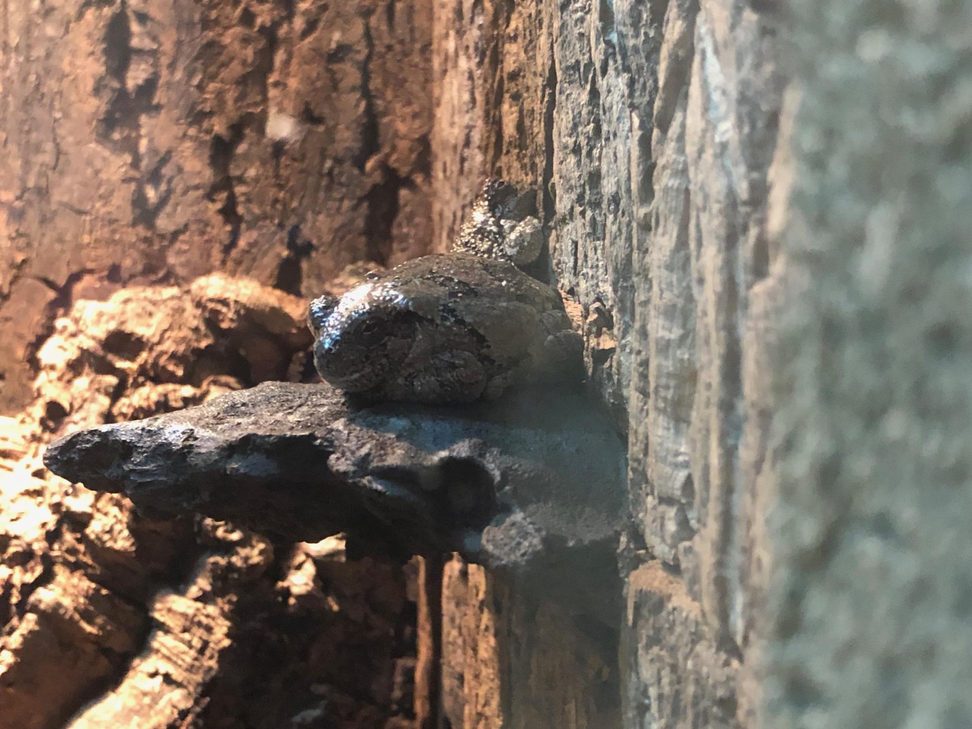 Litzinger Herp Center at Shaver's Creek