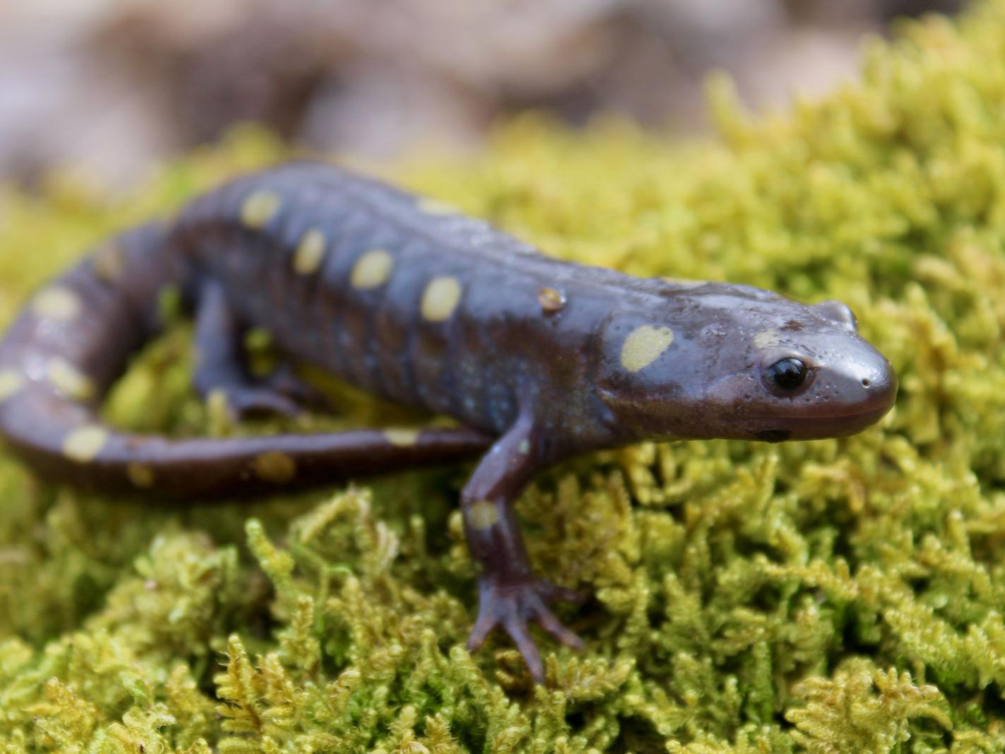 spotted salamander on moss-covered rock