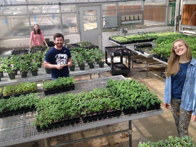 inspecting greenhouse plants