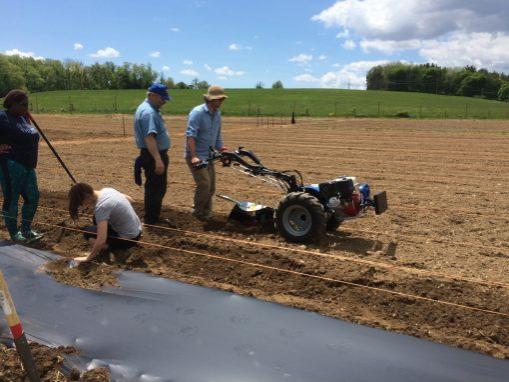 tilling plant beds