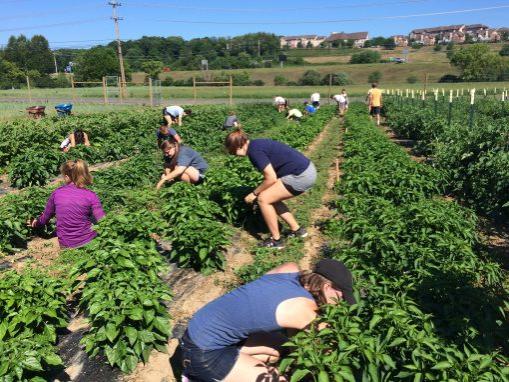 inspecting pepper plants