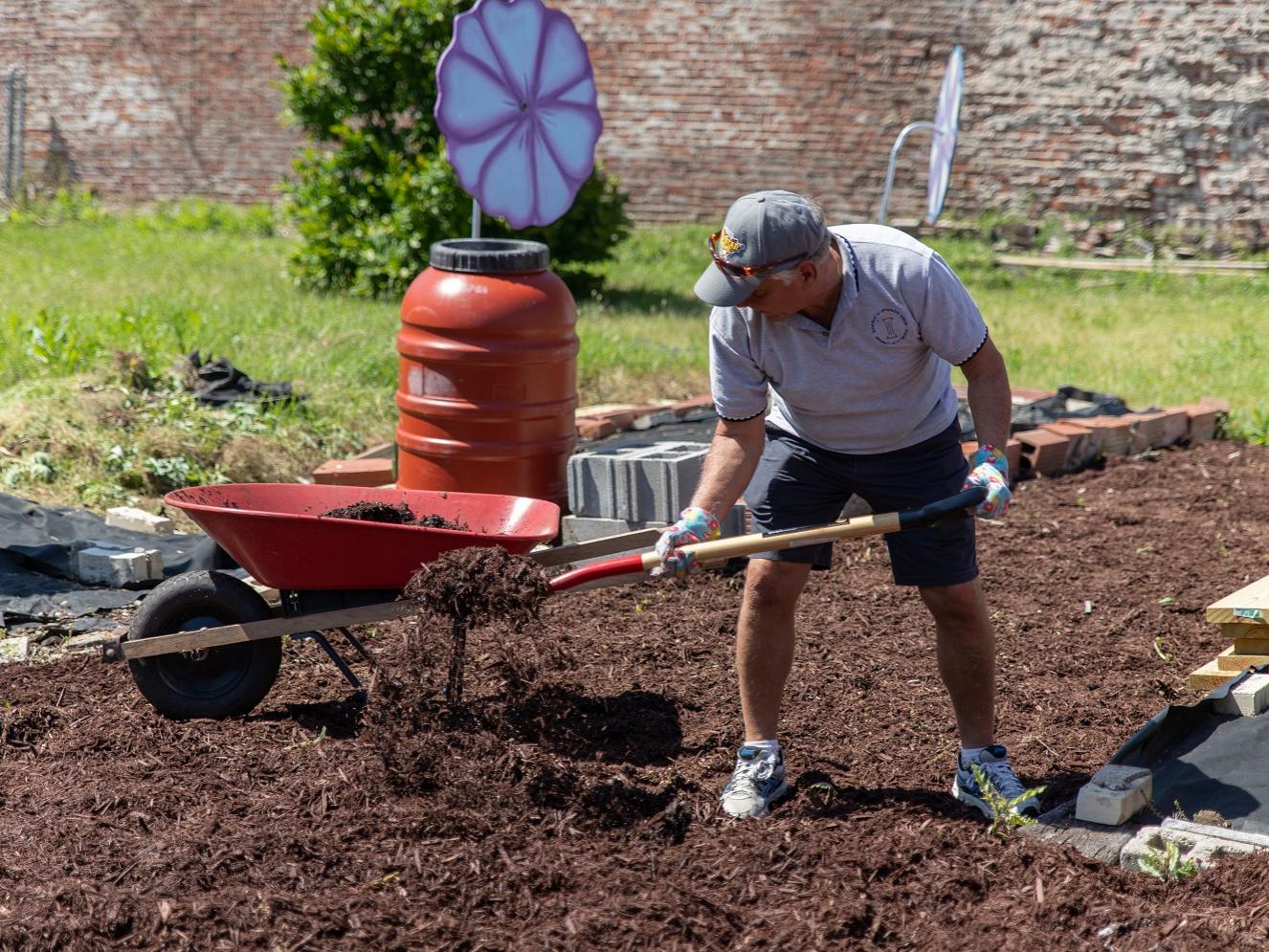 Man shovels mulch into wheelbarrow