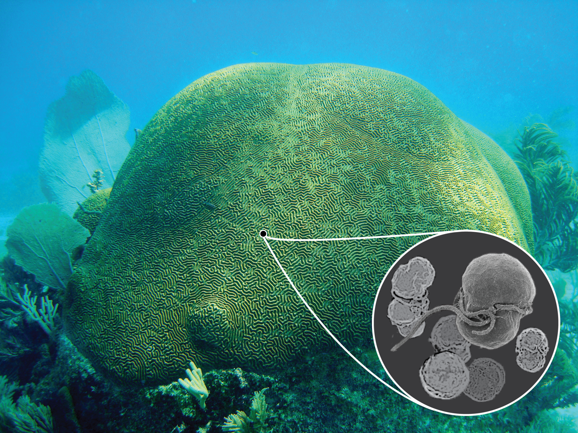 symmetrical brain coral