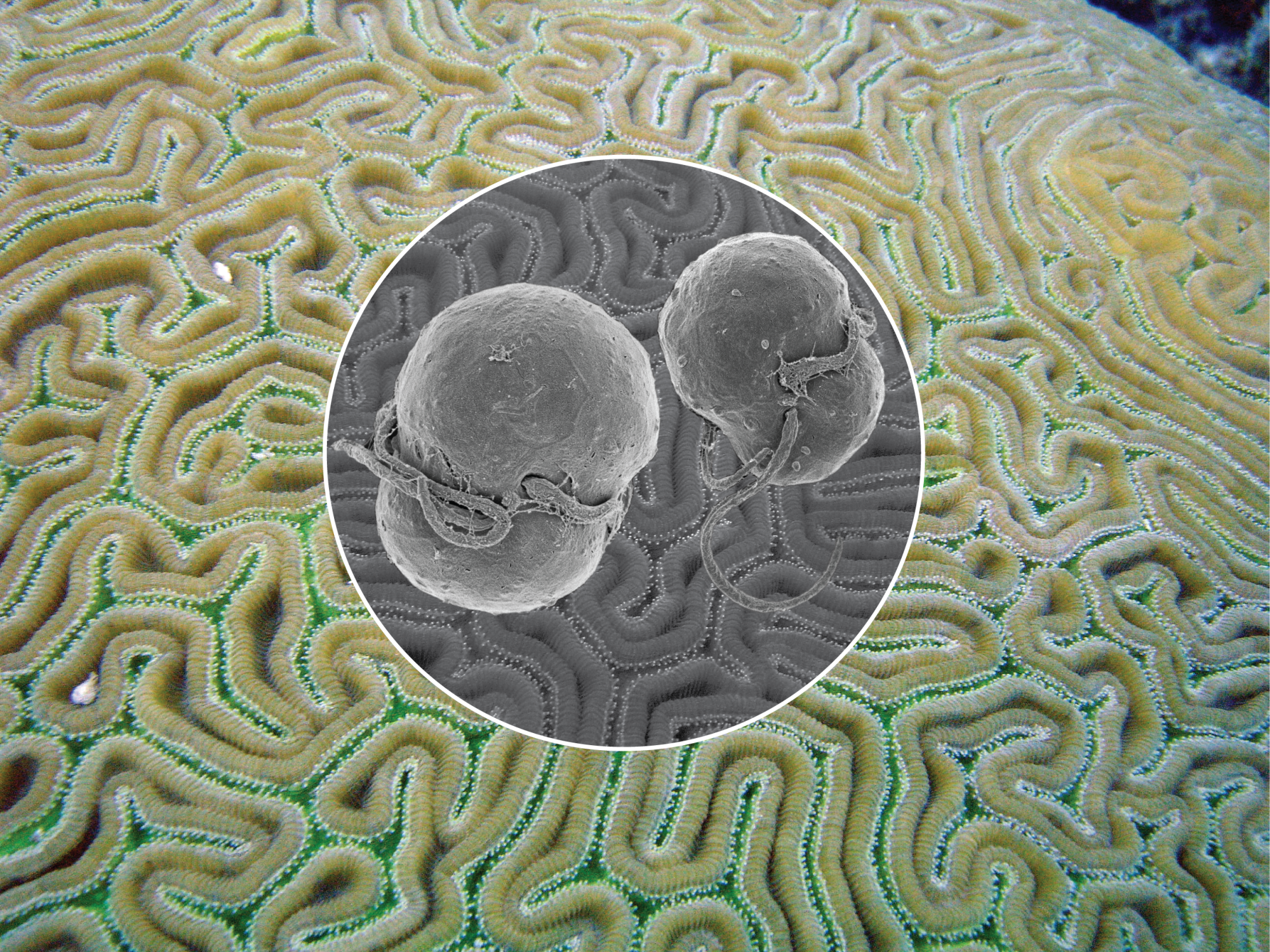 grooved brain coral