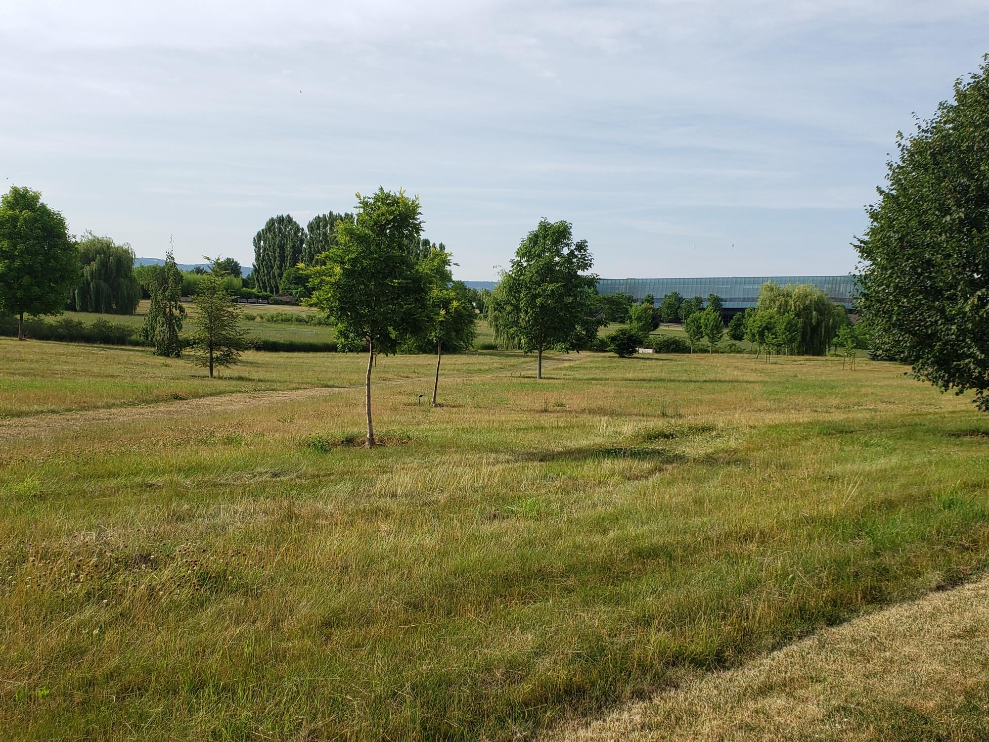 No Mow Project at University Park