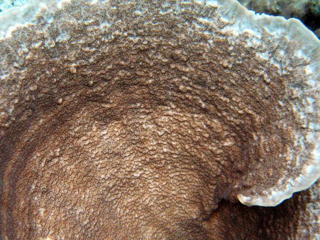 Montipora corals in the Western Pacific